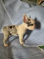 Franky, a male French Bulldog for sale in Oklahoma City, OK – 1 of 3