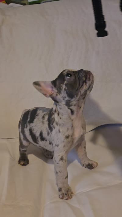 Spot, a female French Bulldog for sale in Oklahoma City, OK – 3 of 3