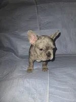 Chomper , a male French Bulldog for sale in Oklahoma City, OK – 2 of 4