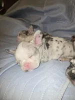 Bigboy, a male French Bulldog for sale in Oklahoma City, OK – 3 of 3