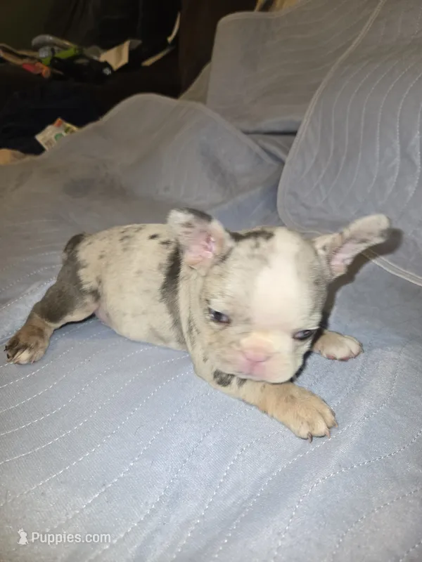 Bigboy – French Bulldog puppy for sale in Oklahoma City, OK