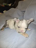 Bigboy, a male French Bulldog for sale in Oklahoma City, OK – 1 of 3