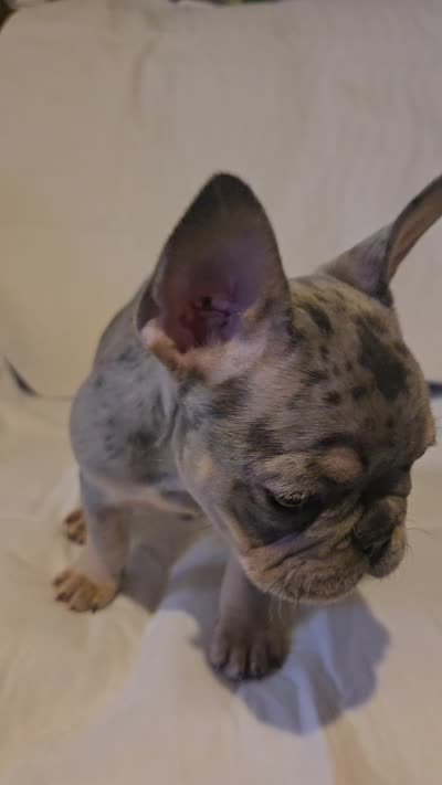 Sweety, a female French Bulldog for sale in Oklahoma City, OK – 3 of 5