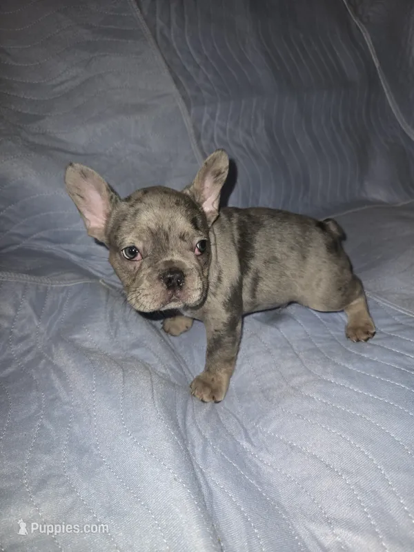 Chomper  – French Bulldog puppy for sale in Oklahoma City, OK