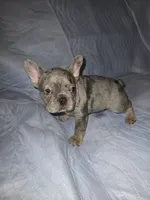 Chomper , a male French Bulldog for sale in Oklahoma City, OK – 1 of 4