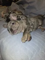 Chomper , a male French Bulldog for sale in Oklahoma City, OK – 4 of 4