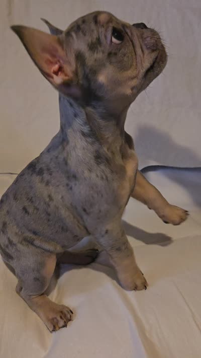 Sweety, a female French Bulldog for sale in Oklahoma City, OK – 5 of 5