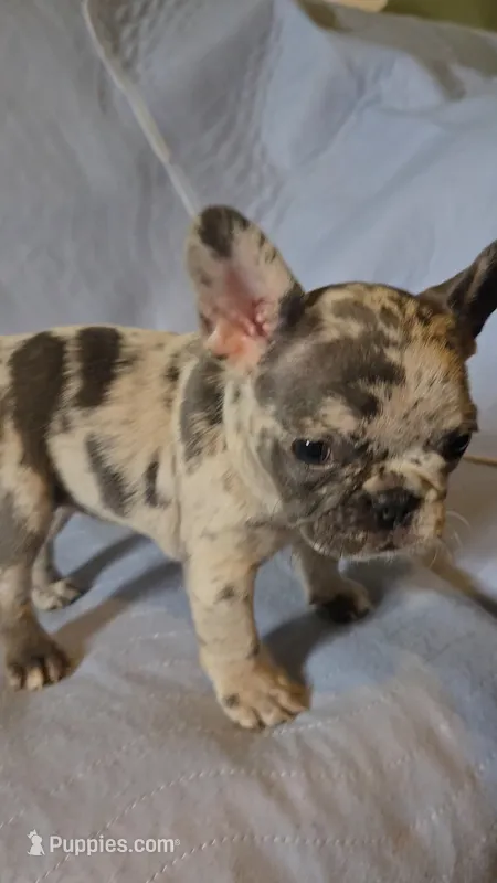 Spot – French Bulldog puppy for sale in Oklahoma City, OK