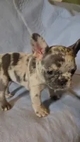 Spot, a female French Bulldog for sale in Oklahoma City, OK – 1 of 2