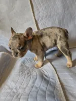 Sweety, a female French Bulldog for sale in Oklahoma City, OK – 2 of 3