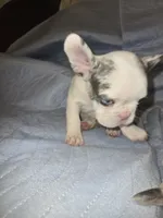 Franky, a male French Bulldog for sale in Oklahoma City, OK – 3 of 3