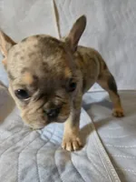 Sweety, a female French Bulldog for sale in Oklahoma City, OK – 1 of 3