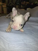 Bigboy, a male French Bulldog for sale in Oklahoma City, OK – 2 of 3