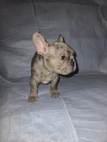 Chomper , a male French Bulldog for sale in Oklahoma City, OK – 3 of 4