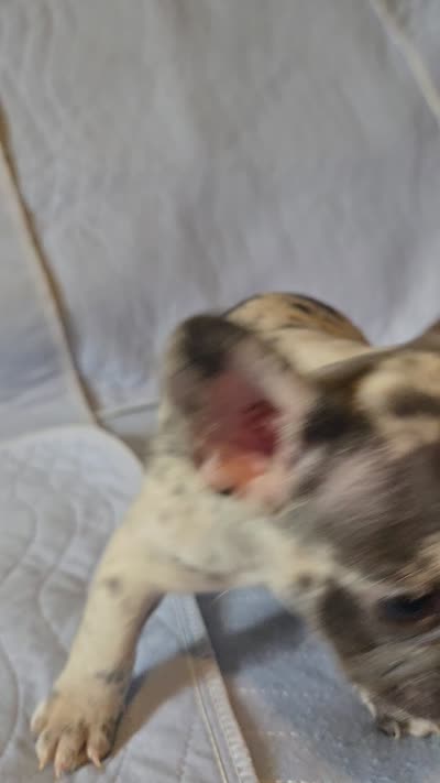 Spot, a female French Bulldog for sale in Oklahoma City, OK – 2 of 2