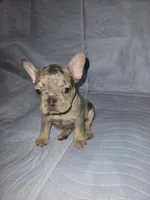 Sweety, a female French Bulldog for sale in Oklahoma City, OK – 3 of 3