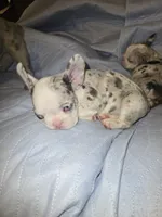 Franky, a male French Bulldog for sale in Oklahoma City, OK – 2 of 3