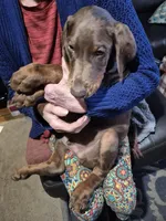 Doberman Puppies, a male Doberman Pinscher for sale in Des Allemands, LA – Photo 5 of 6