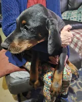 Doberman Puppies, a male Doberman Pinscher for sale in Des Allemands, LA – Photo 2 of 6