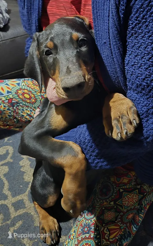 Doberman Puppies – Doberman Pinscher puppy for sale in Des Allemands, LA