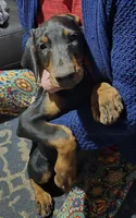 Doberman Puppies, a male Doberman Pinscher for sale in Des Allemands, LA – Photo 1 of 6