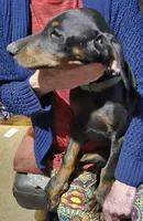 Doberman Puppies, a male Doberman Pinscher for sale in Des Allemands, LA – Photo 3 of 6