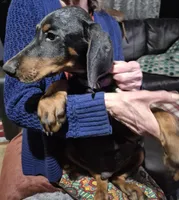 Doberman Puppies, a male Doberman Pinscher for sale in Des Allemands, LA – Photo 6 of 6