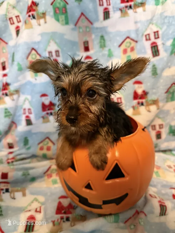 Jasmine  – Yorkshire Terrier puppy for sale in Ocala, FL