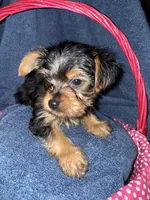 Red, a male Yorkshire Terrier for sale in Ocala, FL – 2 of 3
