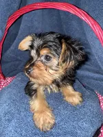 Red, a male Yorkshire Terrier for sale in Ocala, FL – 3 of 3