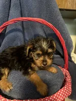 Blackie, a male Yorkshire Terrier for sale in Ocala, FL – 3 of 3