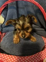 Jasmine , a female Yorkshire Terrier for sale in Ocala, FL – 3 of 3
