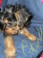 Blackie, a male Yorkshire Terrier for sale in Ocala, FL – 2 of 3