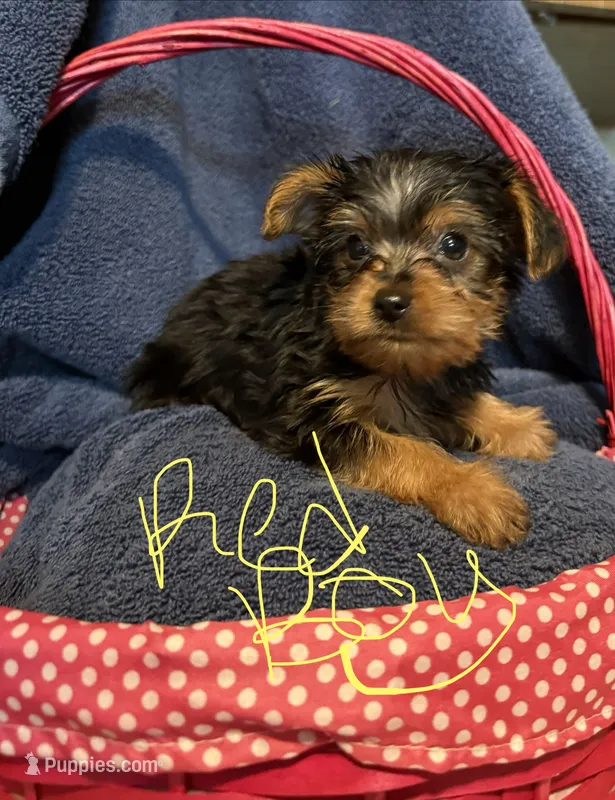 Red – Yorkshire Terrier puppy for sale in Ocala, FL