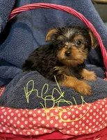 Red, a male Yorkshire Terrier for sale in Ocala, FL – 1 of 3