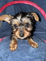 Jasmine , a female Yorkshire Terrier for sale in Ocala, FL – 2 of 3