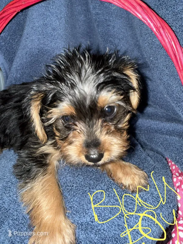 Blackie – Yorkshire Terrier puppy for sale in Ocala, FL