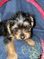 Blackie, a male Yorkshire Terrier for sale in Ocala, FL – 1 of 3