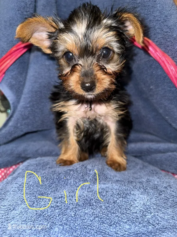 Jasmine  – Yorkshire Terrier puppy for sale in Ocala, FL