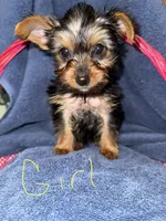Jasmine , a female Yorkshire Terrier for sale in Ocala, FL – 1 of 3