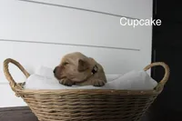 Cupcake , a female Golden Retriever for sale in Dundee, NY – Photo 3 of 3