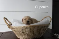 Cupcake , a female Golden Retriever for sale in Dundee, NY – Photo 2 of 3