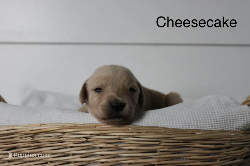 Cheesecake  – Golden Retriever puppy for sale in Dundee, NY