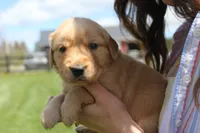 Eclair , a male Golden Retriever for sale in Dundee, NY – Photo 4 of 4