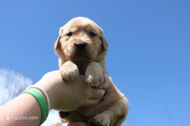 Eclair , a male Golden Retriever for sale in Dundee, NY – Photo 1 of 4