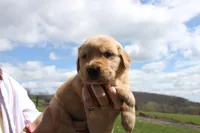 Eclair , a male Golden Retriever for sale in Dundee, NY – Photo 2 of 4