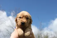 Eclair , a male Golden Retriever for sale in Dundee, NY – Photo 3 of 4