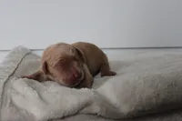 Honey, a female Golden Retriever for sale in Dundee, NY – Photo 2 of 3