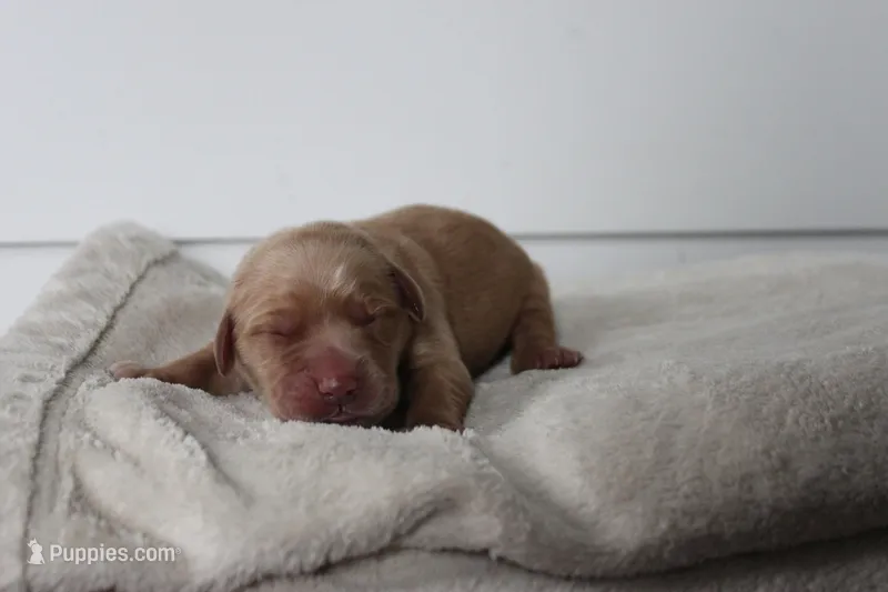 Honey – Golden Retriever puppy for sale in Dundee, NY