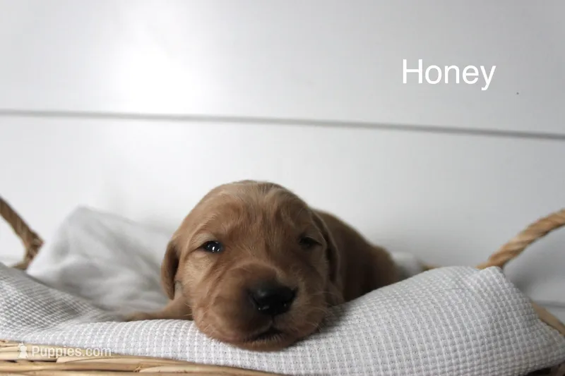 Honey – Golden Retriever puppy for sale in Dundee, NY